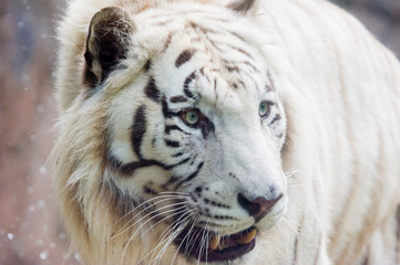 big cats, white tiger 