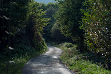 Fototapeta na wymiar Road in vegetation between trees 