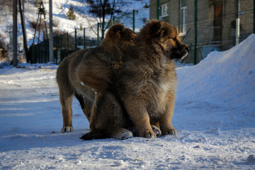 Cute puppies sitting on snow, Siberia, Russia