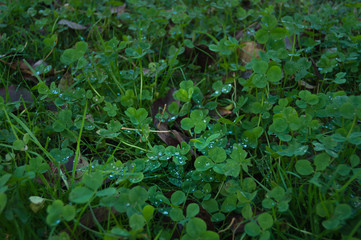 Clover field with raindrops