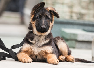 German shepherd puppy on a city street