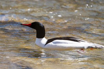 Fototapeta premium Common Merganser swimming in water