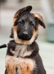 German shepherd puppy on a city street
