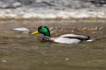 Mallard Duck swimming in water