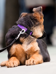 German shepherd puppy on a city street