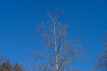 Fototapeta na wymiar Tree and blue sky in background