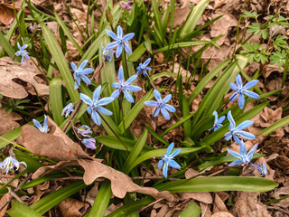 Snowdrops on the ground in the forest.Photography of spring.Natural background.