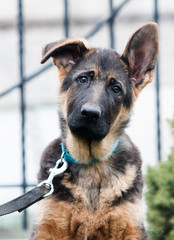 German shepherd puppy on a city street