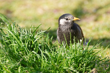 White-cheeked starling on grass