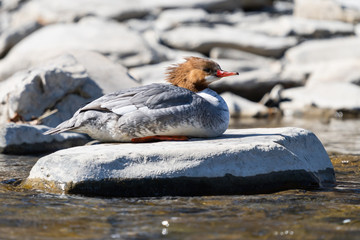 Common Merganser