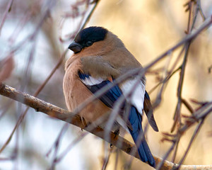 a ruffled bullfinch sitting on a branch