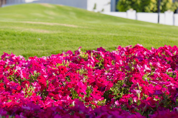wild red flowers Green grass lawn during sunset. Wheat germ in the field red flower