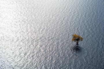 Lonely tree on the river - Amazon, Brazil.