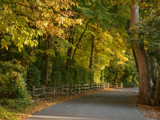 Golden leaves and waning light along a country road