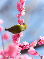 Japanese white-eye on plum blossom tree