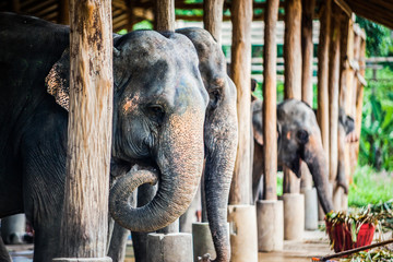 Several elephants stand side by side