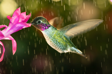 Beautiful male hummingbird visiting pink flower in rainy day