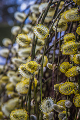 Obraz premium Flowering catkins on a willow 