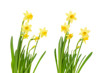 Jonquil flower isolated on white blackground.