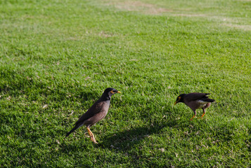 Myna bird Acridotheres tristis on a background of green grass Starling Myna mynah green grass