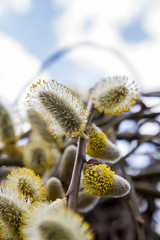  Flowering catkins on a willow 