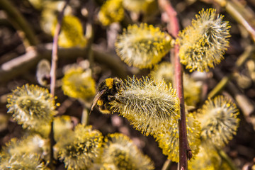 Bumblebee on flowering catkins of a willow