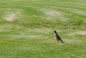 Myna bird Acridotheres tristis on a background of green grass Starling Myna mynah green grass
