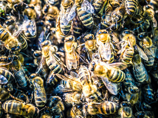 Honey Bees swarm at summer in the garden