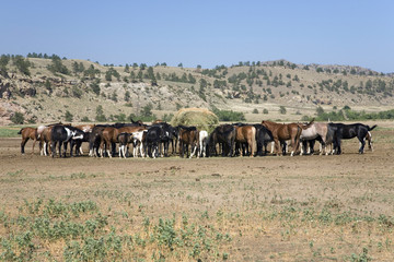 Horses eating at Black Hills Wild Horse Sanctuary, the home to America's largest wild horse herd, Hot Springs, South Dakota
