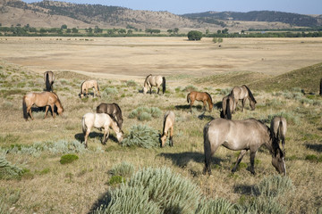 Wild horses at the Black Hills Wild Horse Sanctuary, the home to America's largest wild horse herd, Hot Springs, South Dakota