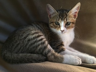 portrait of a cat