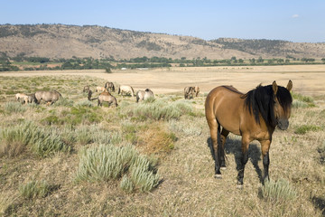 Horse known as Casanova, one of the wild horses at the Black Hills Wild Horse Sanctuary, the home to America's largest wild horse herd, Hot Springs, South Dakota