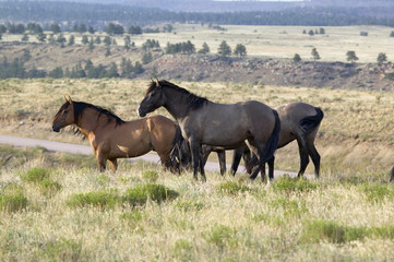 Black Hills Wild Horse Sanctuary, home to America's largest wild horse herd, Hot Springs, South Dakota