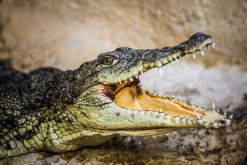 Zelfklevend Fotobehang Een kleine krokodil met een open mond © estarriole