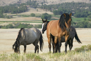 Horse known as Casanova, one of the wild horses at the Black Hills Wild Horse Sanctuary, the home...