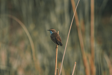 Bluethroat bird on the branch 