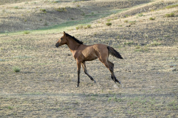 Running colt at Black Hills Wild Horse Sanctuary, the home to America's largest wild horse herd, Hot Springs, South Dakota