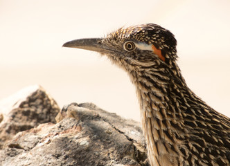 roadrunner