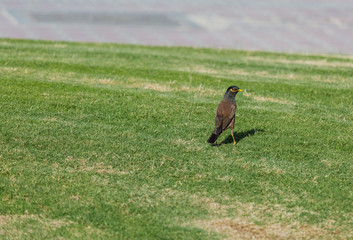Myna bird Acridotheres tristis on a background of green grass Starling Myna mynah green grass