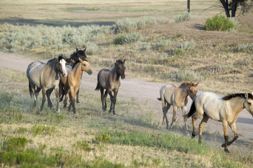 Wild horses walking along roadside of Black Hills Wild Horse Sanctuary, the home to America's...