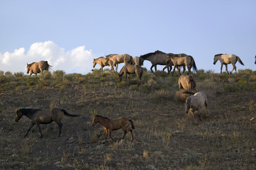 Wild horses walking on hillside at sunset at the Black Hills Wild Horse Sanctuary, the home to America's largest wild horse herd, Hot Springs, South Dakota