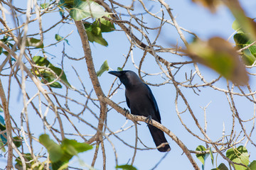 Crow, Birds crow on a tree a live crow on branch