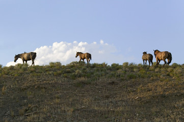 Wild horses walking on hillside at sunset at the Black Hills Wild Horse Sanctuary, the home to America's largest wild horse herd, Hot Springs, South Dakota