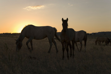 Fototapeta na wymiar Wild horses walking on hillside at sunset at the Black Hills Wild Horse Sanctuary, the home to America's largest wild horse herd, Hot Springs, South Dakota