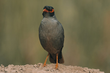 Portrait of Bank myna