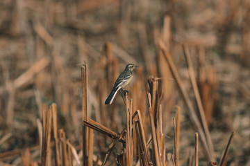 Juvenile Wagtail bird  