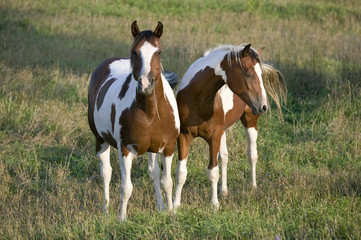 Fototapeta na wymiar Two brown and white Pinto horses in countryside of Nebraska
