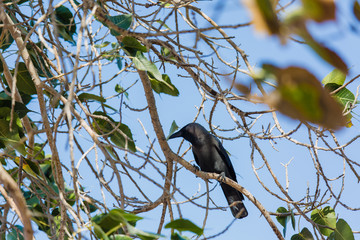 Crow, Birds crow on a tree a live crow on branch