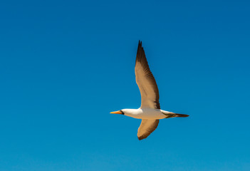 Nazca Booby (sula granti) in flight with blue sky background on Espanola Island, Galapagos islands...