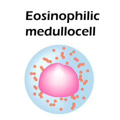 Eosinophil structure. Eosinophil blood cells. White blood cells. leukocytes Medullocell. Infographics. Vector illustration on isolated background.
